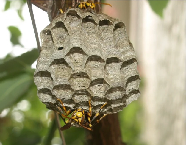 アシナガバチの害虫駆除のメニュー